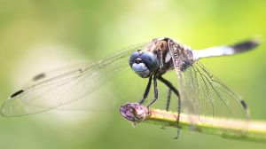 Dragonfly at the edge of stem.