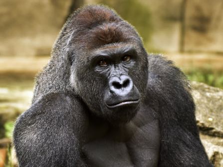 FILE - This June 20, 2015 file photo provided by the Cincinnati Zoo and Botanical Garden shows Harambe, a western lowland gorilla, who was fatally shot Saturday, May 28, 2016, to protect a 3-year-old boy who had entered its exhibit. The boy's breach of a gorilla exhibit at the zoo, leading authorities to fatally shoot the gorilla to protect the child, has focused attention on zoo enclosures and security. (Jeff McCurry/Cincinnati Zoo and Botanical Garden via The Cincinatti Enquirer via AP, File)