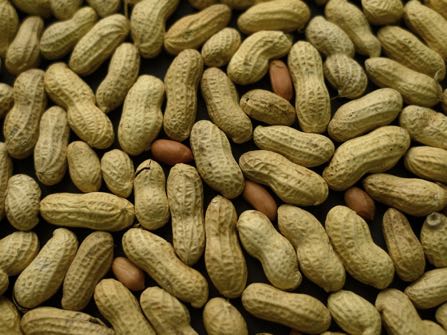 FILE - This Feb. 20, 2015 file photo, photo shows an arrangement of peanuts in New York. A study published Oct. 26, 2016, in the Journal of Allergy and Clinical Immunology says nearly half of those treated with a skin patch for peanut allergy sufferers were able to consume at least 10 times more peanut protein than they were able to consume prior to treatment. (AP Photo/Patrick Sison, File)