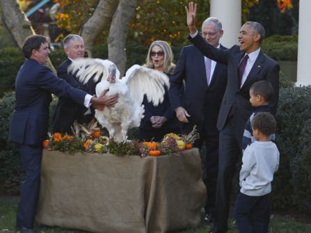 President Barack Obama walks away after pardoning the National Thanksgiving Turkey, Tot, as the president's nephews Aaron Robinson and Austin Robinson, watch, Wednesday, Nov. 23, 2016, during a ceremony in the Rose Garden of the White House in Washington. (AP Photo/Pablo Martinez Monsivais)