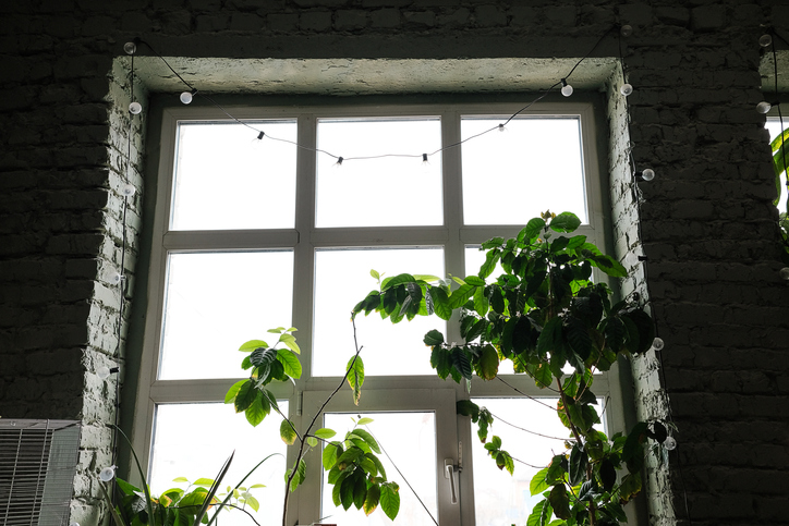 On the windowsill, against the background of a glass window, there is a green houseplant in a flower pot. Stylish modern unusual interior of a loft space or non-residential premises or a workshop with hanging lamps. The concept of home gardening, hobby.