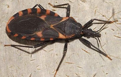 Deadly Kissing Bug