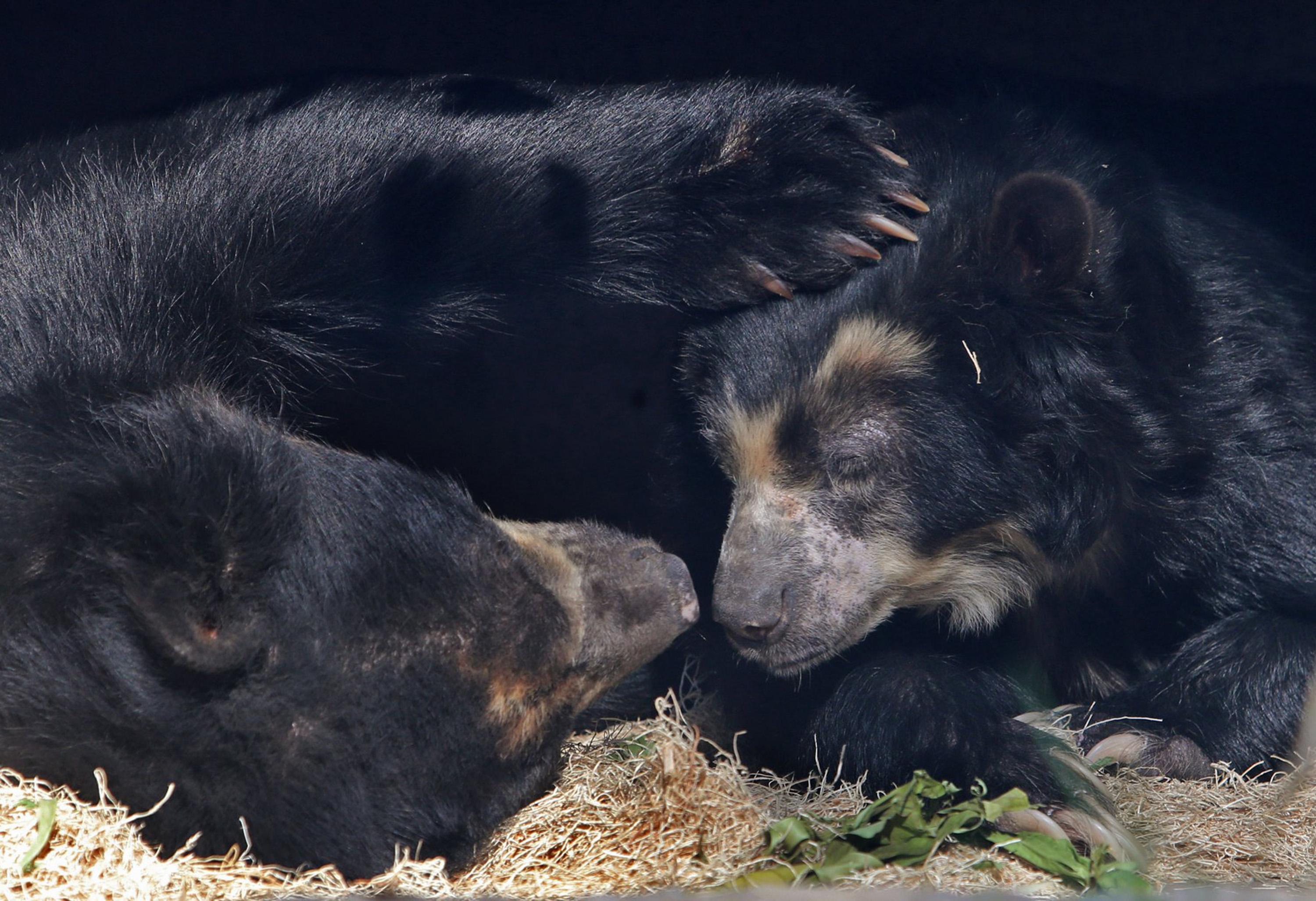 Behind the scenes at the frozen zoo