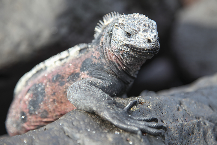 Marine Iguana on rock