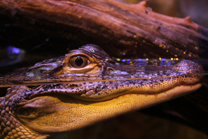 Deadly Eyes Of Alligator