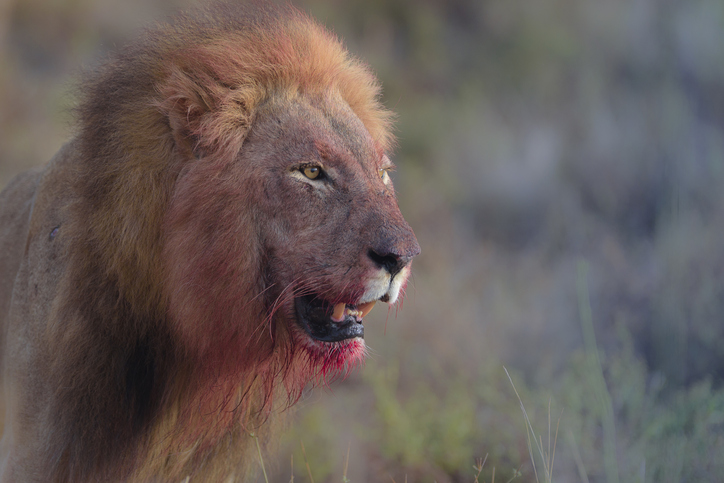 Lion with a bloody face in the wilderness of Africa