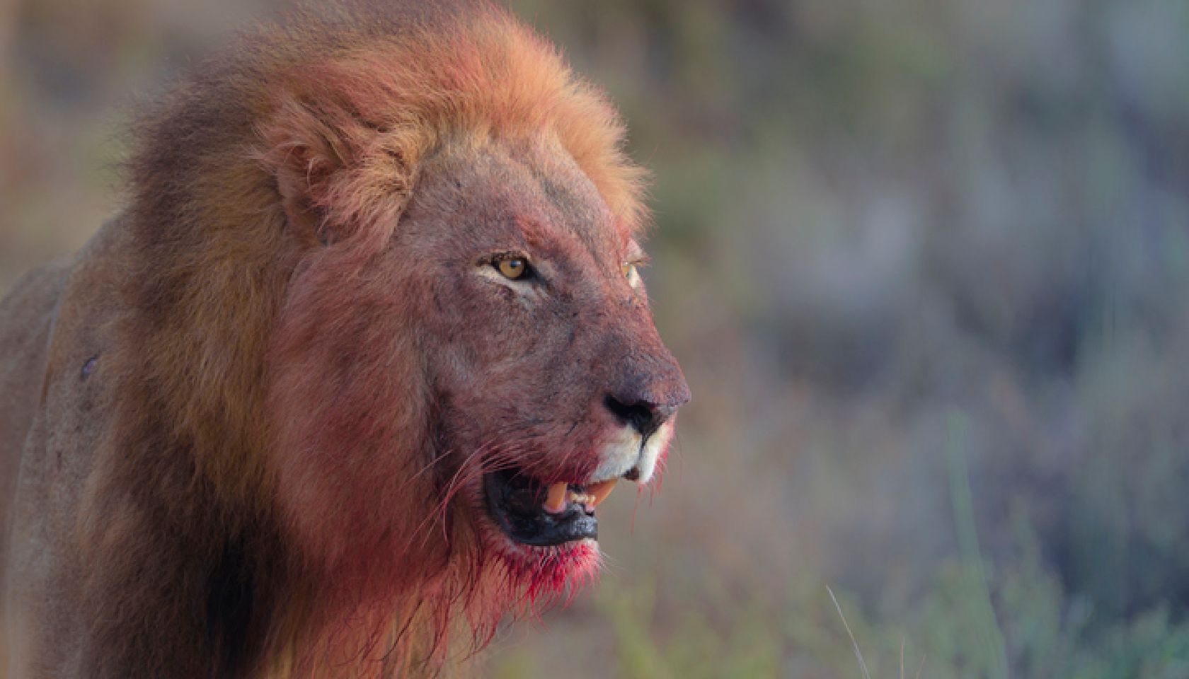 Lion with a bloody face in the wilderness of Africa