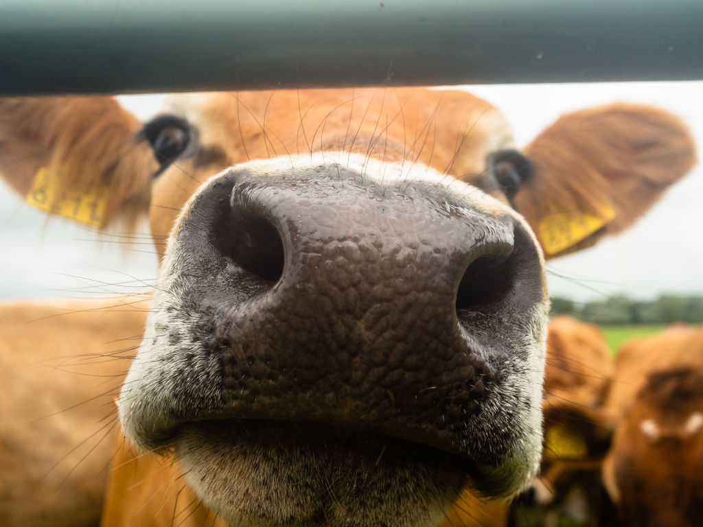 Summer Season In The Netherlands