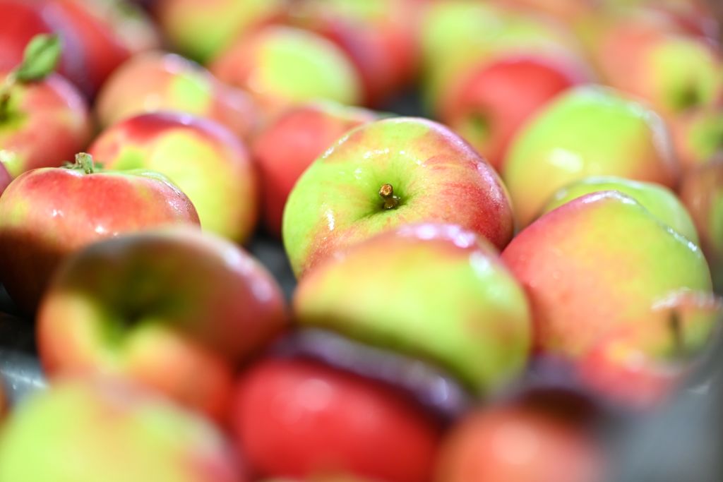 Apple harvest at Lake Constance has begun
