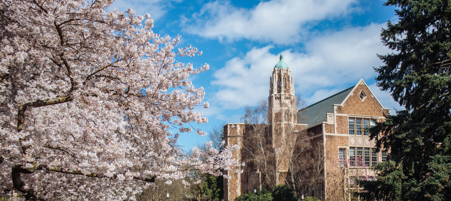 the cherry trees in bloom