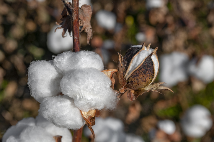 Cotton Bolls