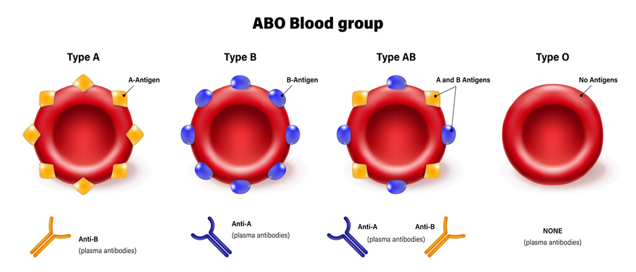 ABO blood group types vector. Types of blood (A, B, AB and O) chart. Red blood cell, antibodies in plasma and antigens.