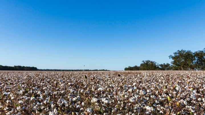 Black Student Forced to Play Cotton Picking Game