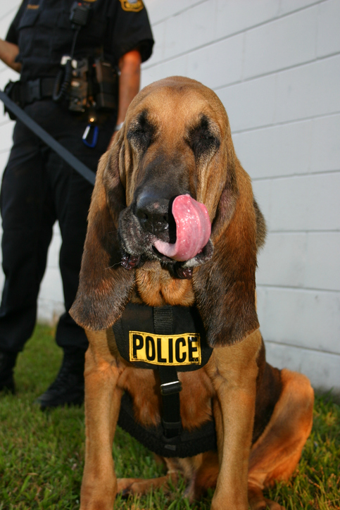 Police Bloodhound