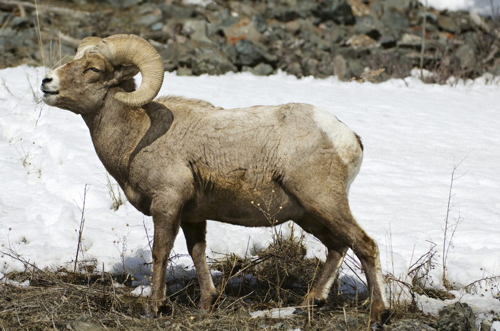 Ram In The Bush