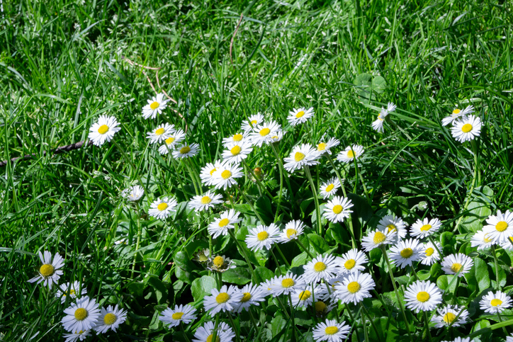 Chamomile Blossoms in a Verdant Meadow
