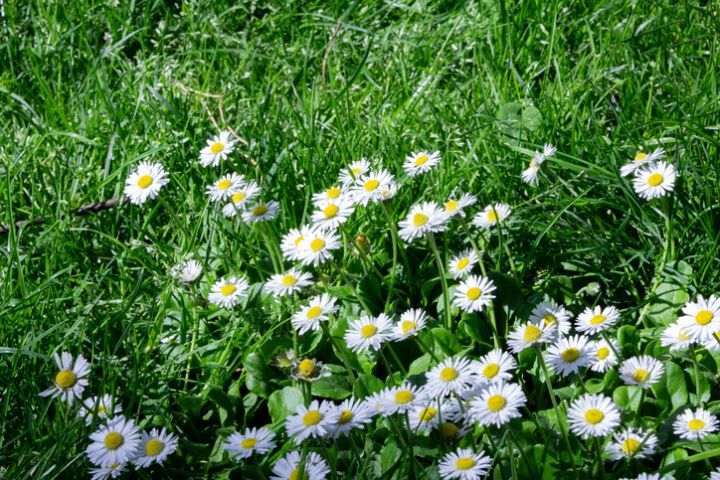 The Power of Herbs: Chamomile