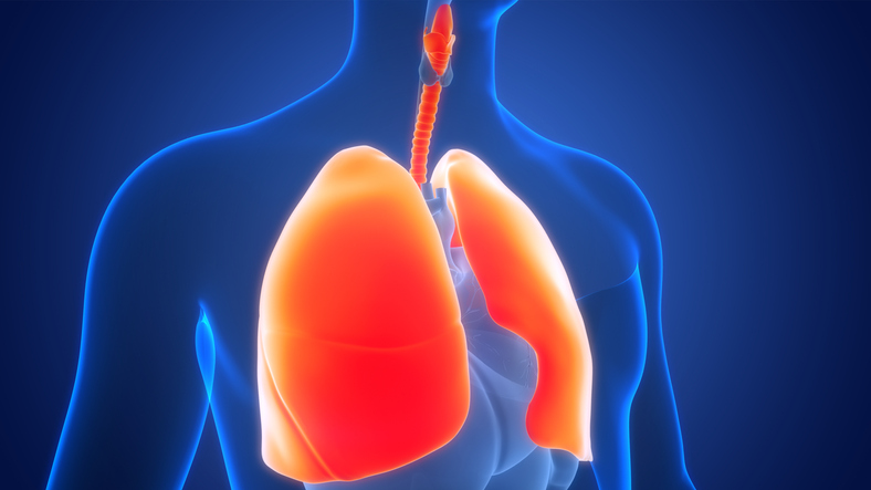 Human Respiratory System Lungs Anatomy