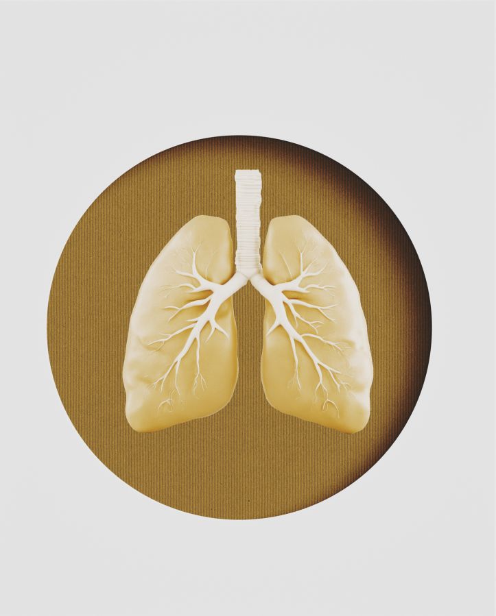 respiratory system.LUNGS