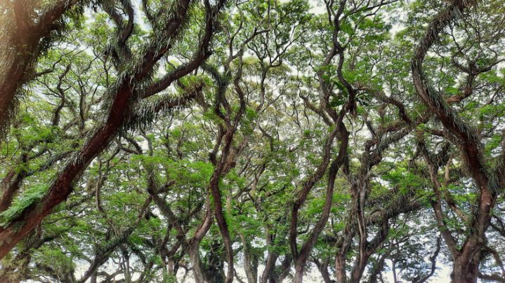 Wide view of a hundred year old trembesite tree in the De Djawatan protected forest tourist area, Banyuwangi. Selective focus. Natural tourism