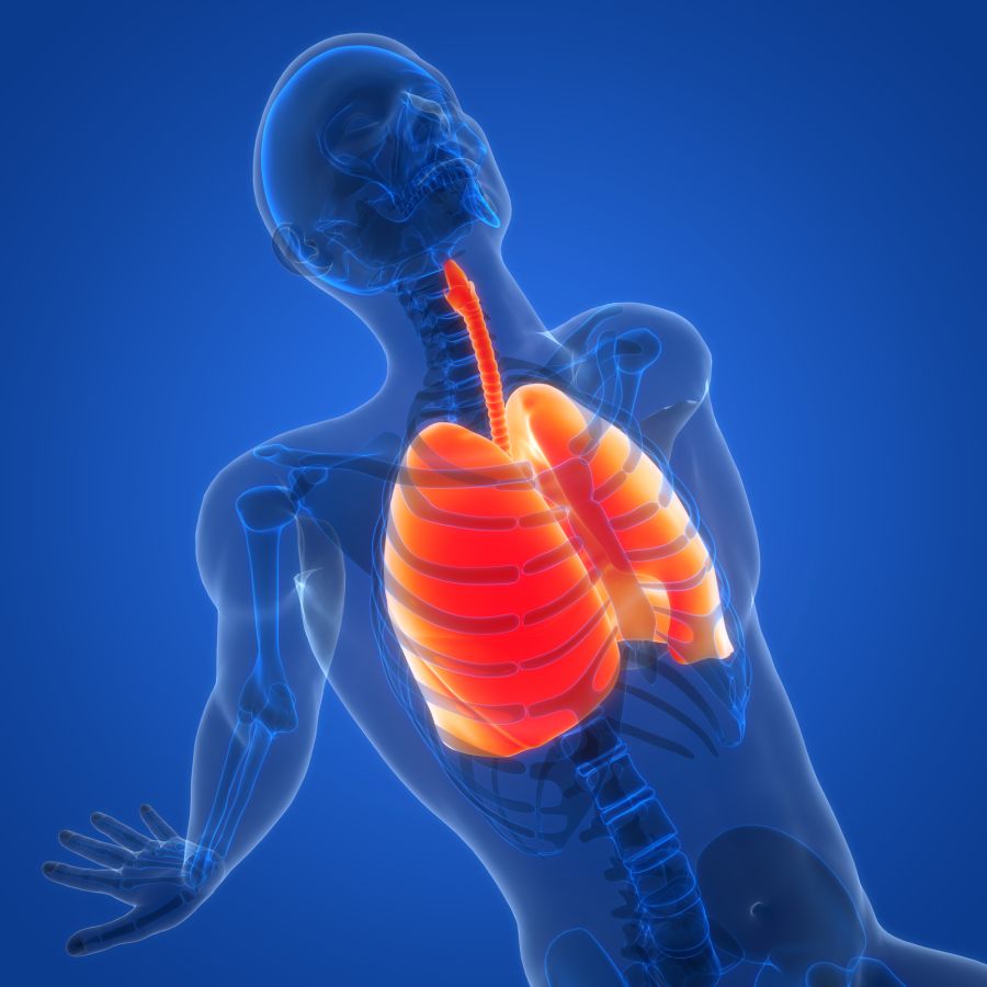 Human Respiratory System Lungs Anatomy