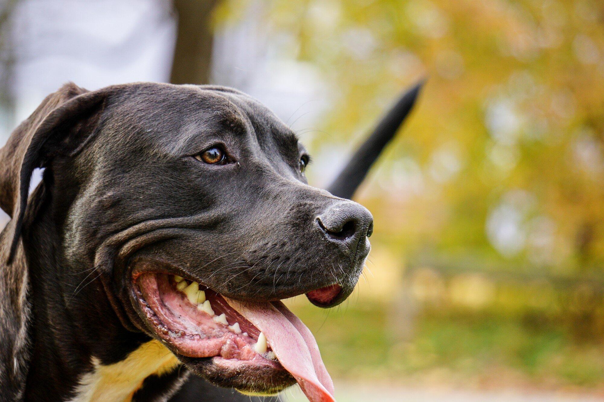 Animal control reports are becoming more important after dog bite incidents