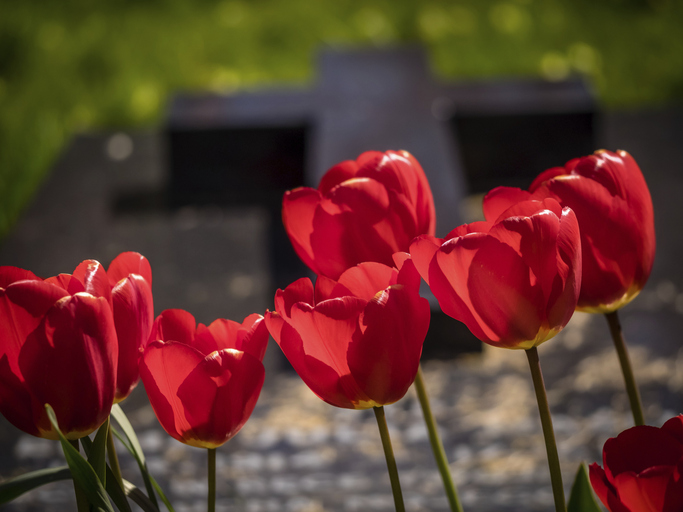 Red tulips growing in front of a grave in a cementery in England